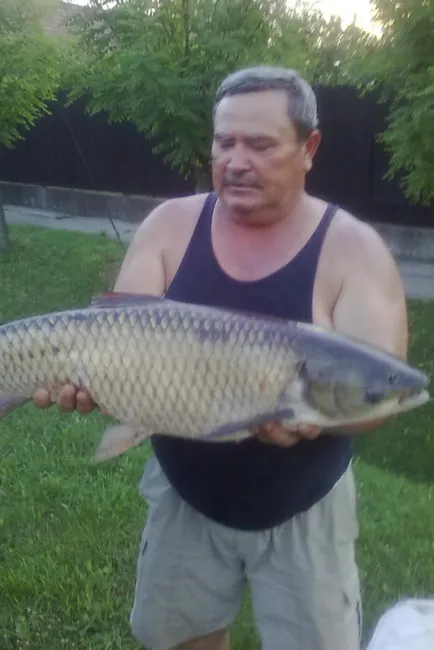 Amur (12.5 kg) - Templom-zugi holtág