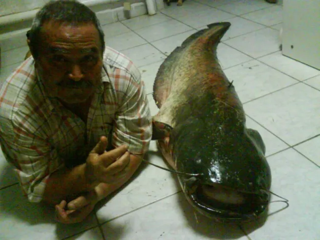 Harcsa (38.7 kg) - Templom-zugi holtág