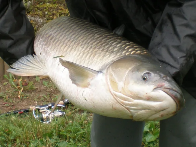 Amur (15.2 kg) - Félhalmi Holtág