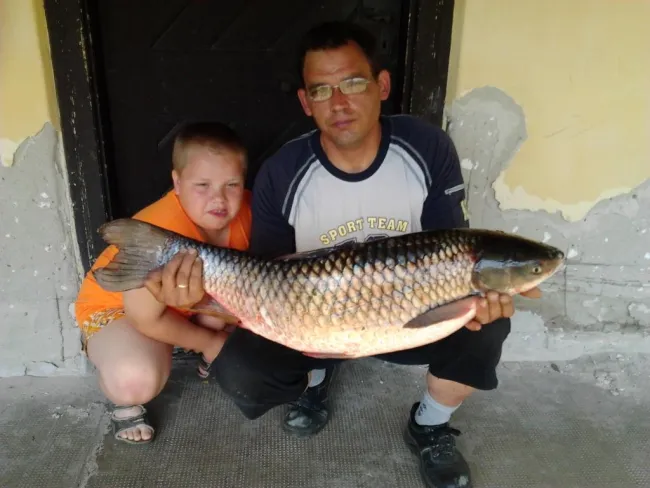 Amur (8.77 kg) - Hantoskerti holtág