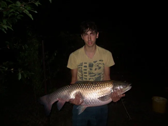 Amur (17 kg) - Peresi holtág