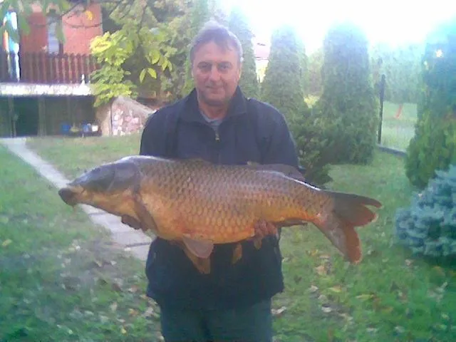 Ponty (17.5 kg) - Bónom-zugi holtág