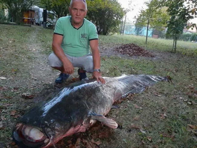 Harcsaóriást fogtak a gyomaendrődi Sirató-holtágon - Kétszázharminc centis, 82 kilós harcsa és Bakos László