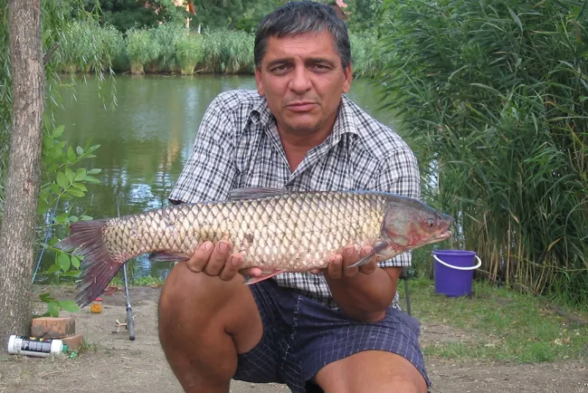 Amur (4 kg) - Bónom-zugi holtág