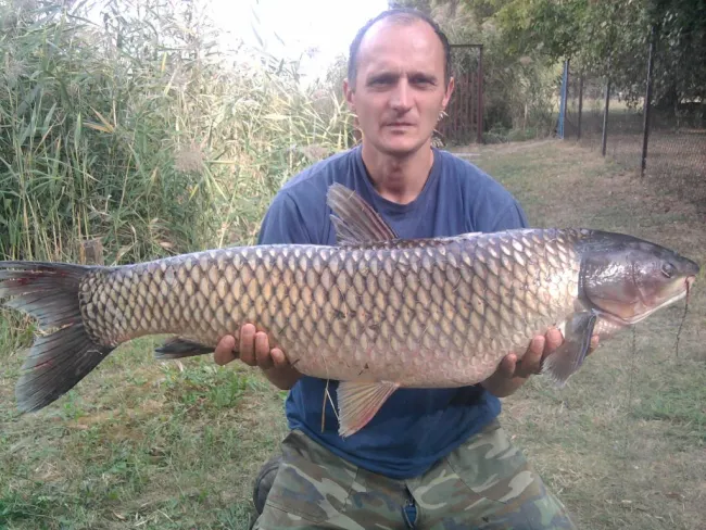 Amur (14.3 kg) - Félhalmi Holtág
