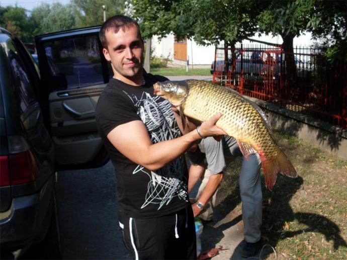 Ponty (5 kg) - Hármas-Körös folyó