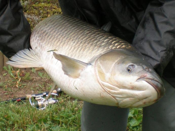 Amur (15.2 kg) - Félhalmi Holtág