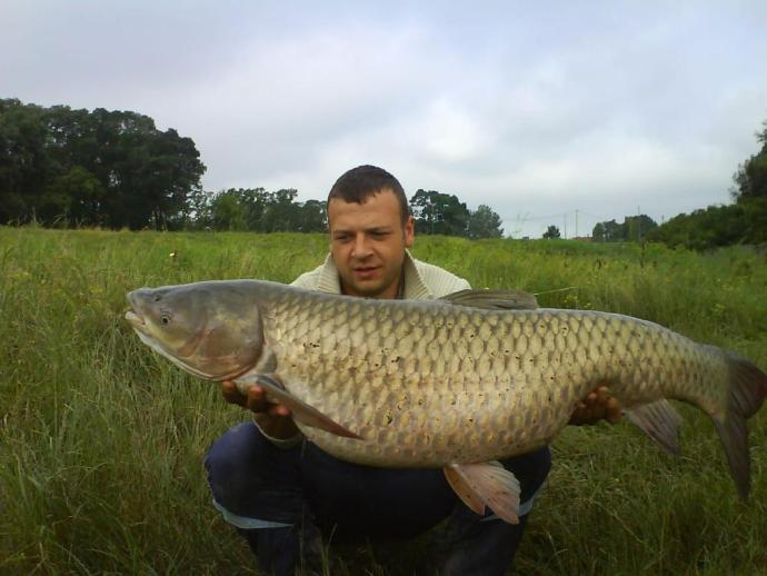 Amur (23.75 kg) - Hármas-Körös folyó