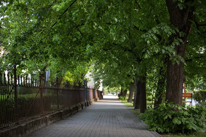 Linden Tree Alley of Gyomaendrőd